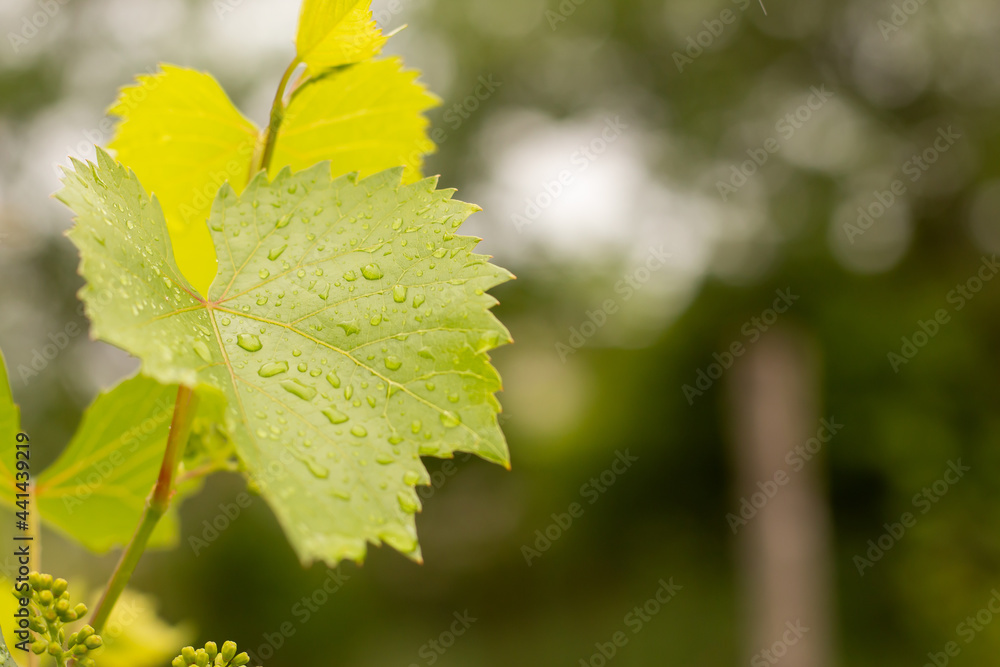 Young vine leaf in drops of morning dew Young vine leaf in drops of morning dew