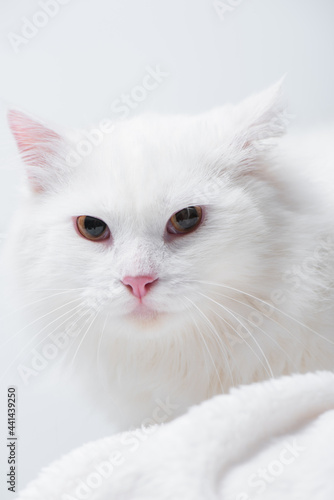 close up of fluffy cat on soft blanket isolated on white
