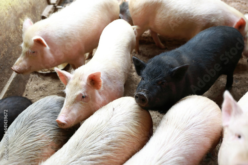Various pigs in pigsty on farm