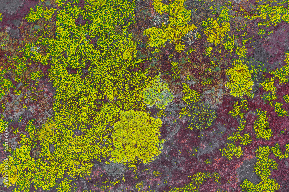 Stone rock texture with green pink moss and lichen Norway. Stone rock texture with green pink moss and lichen Norway.