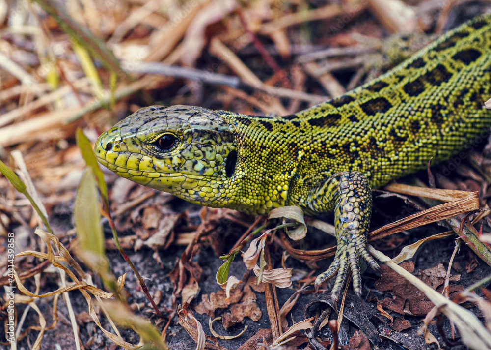 Fototapeta premium lizard on the tree