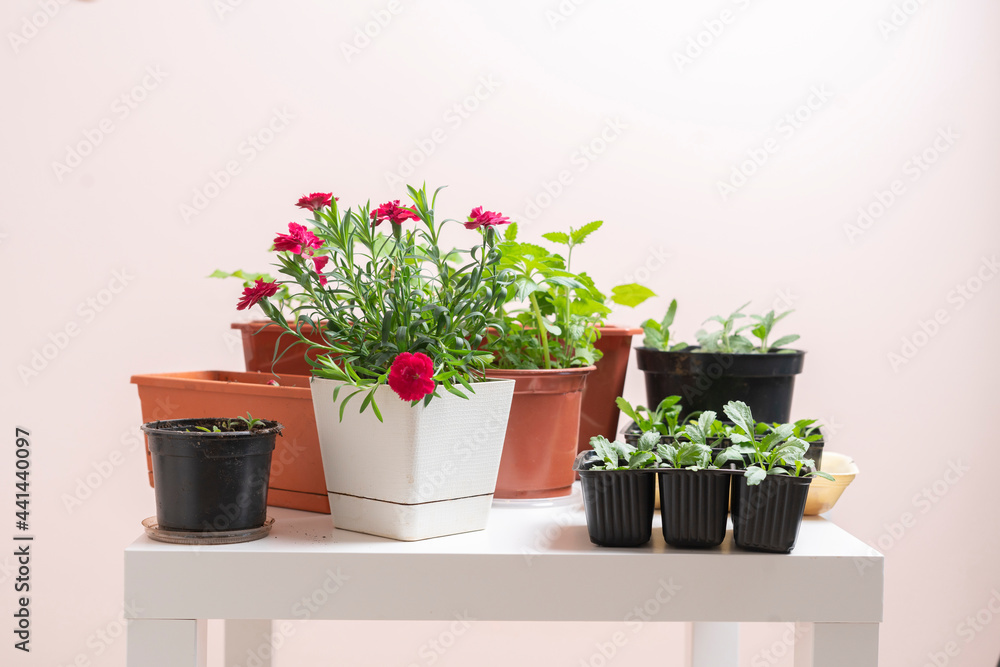 a home plants in the pots, organic domestic garden concept