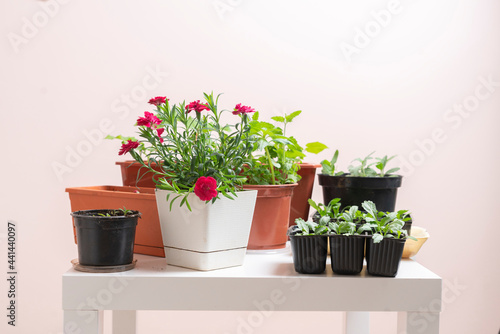 a home plants in the pots, organic domestic garden concept