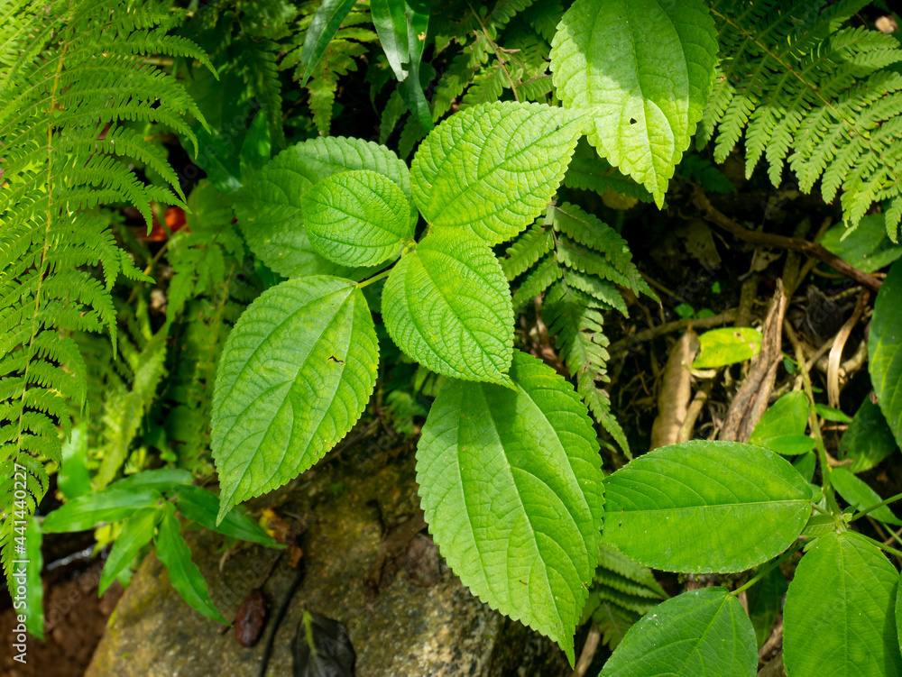 Leaves Knows as False Nettle and Bog Hemp (Boehmeria cylindrica), Surrounded by Ferns in the Middle of the Forest Leaves Knows as False Nettle and Bog Hemp (Boehmeria cylindrica), Surrounded by Ferns in the Middle of the Forest
