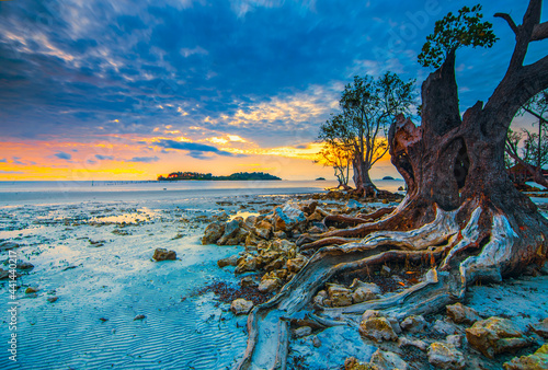 Beauty sunrise  rock and mangrove tree   in batam island © Dwi