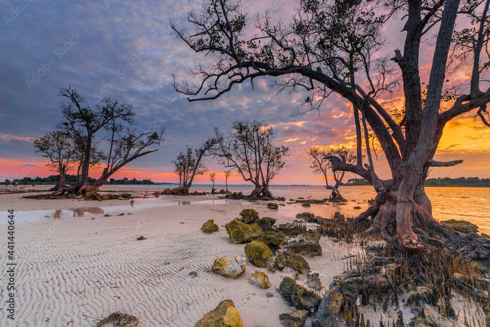 Beauty sunrise rock and mangrove tree in batam island Beauty sunrise rock and mangrove tree in batam island