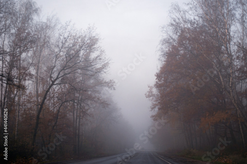 fog in the forest © София Мещерякова
