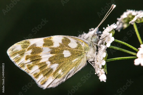 Wallpaper Mural Pontia edusa , a butterfly wakes up on a flower covered with dew Torontodigital.ca