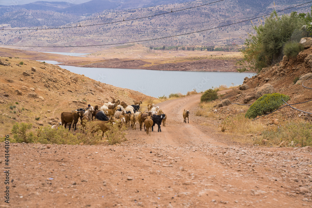 flock of goat ,high Atlas  Mountain  , Morocco