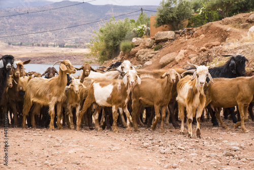 goats in the mountains 