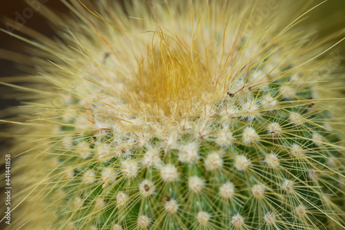 macro de cactus cierge