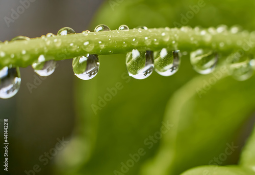 Macro photo of Water drop. selective focus on blurred background