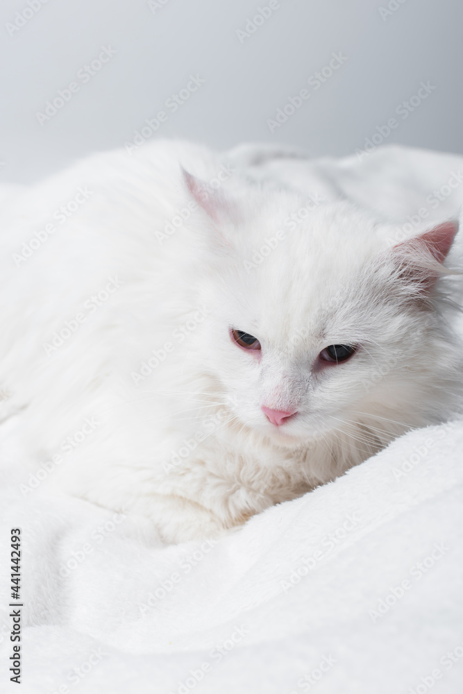 white cat on soft blanket isolated on grey