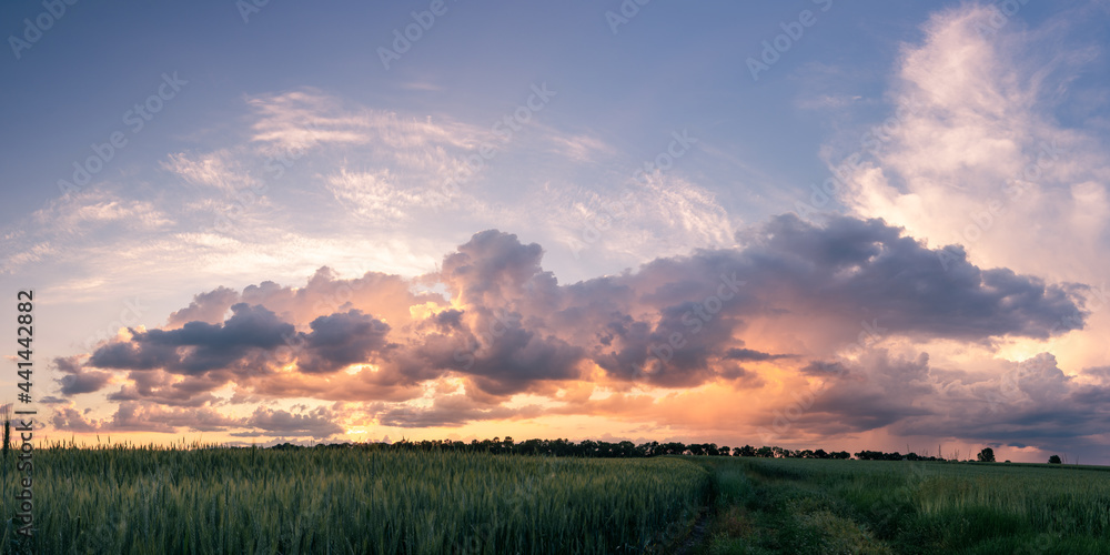 sunset panorama over the field