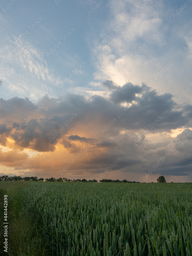 Obraz premium sunset over the field