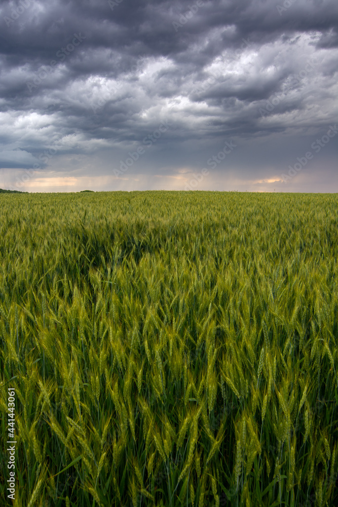field of wheat and storm clouds