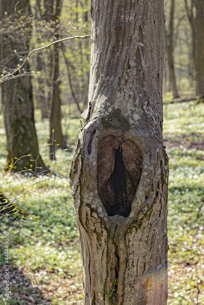 Close-up tree trunk during sunny day. Hole in the bark of a tree. Old tree bark texture background Close-up tree trunk during sunny day. Hole in the bark of a tree. Old tree bark texture background