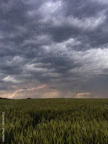 lightning in the night over wheat field