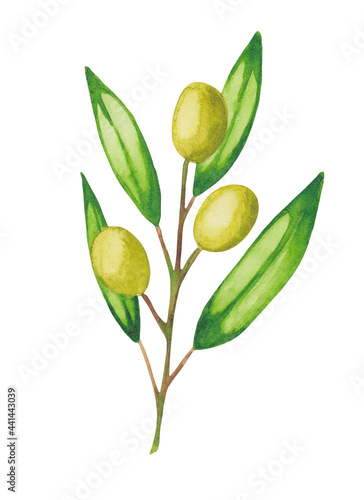 Watercolor illustration of green olives on branches with leaves. Food.