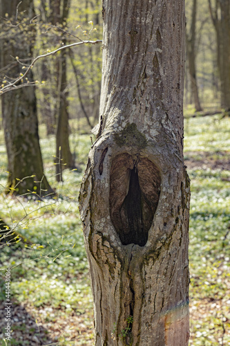 Close-up tree trunk during sunny day. Hole in the bark of a tree. Old tree bark texture background