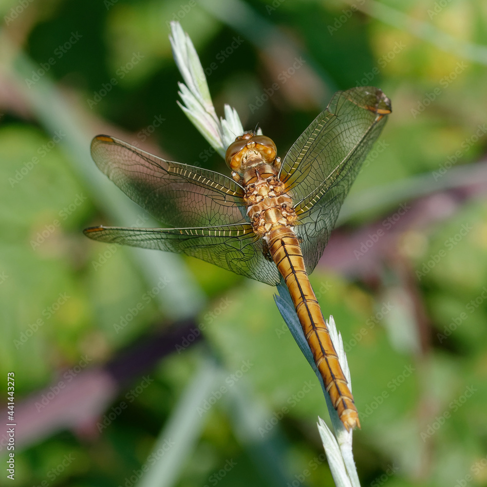 Female Keeled skimmer (Orthetrum coerulescens) Female Keeled skimmer (Orthetrum coerulescens)
