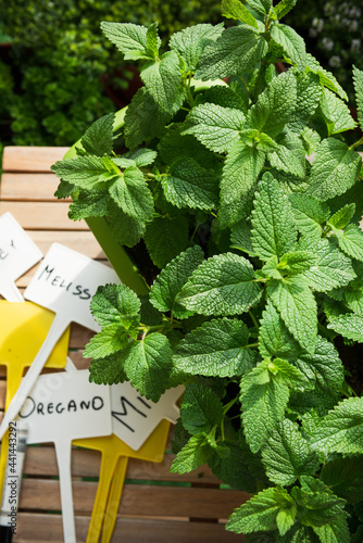 Pot with Fresh Melissa Herb Growing and Empty Label. Home Gardening on Balcony, Eco Produce in Ubran Balcony photo