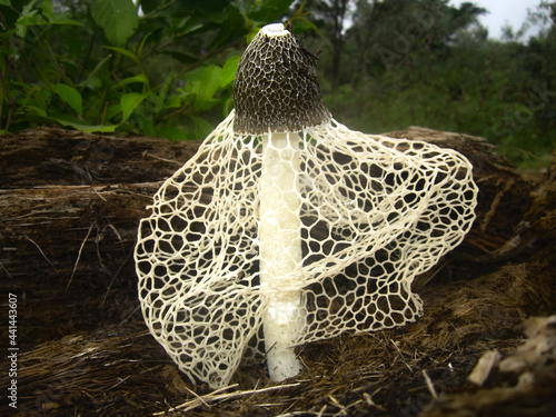 Foto mushrooms