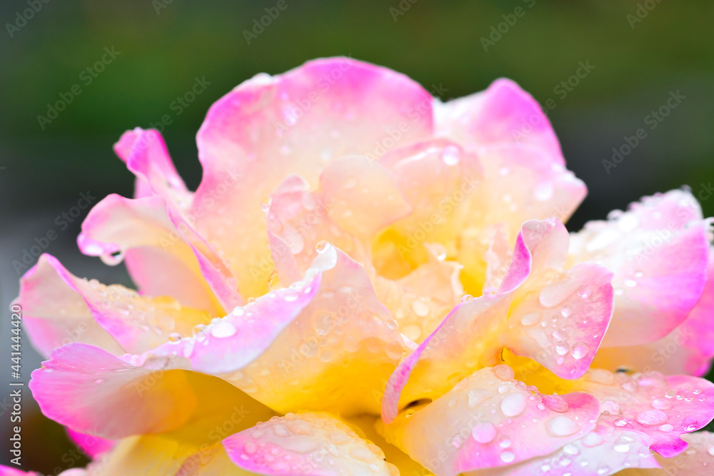 rose pinkish yellow in dew rose pinkish yellow in dew