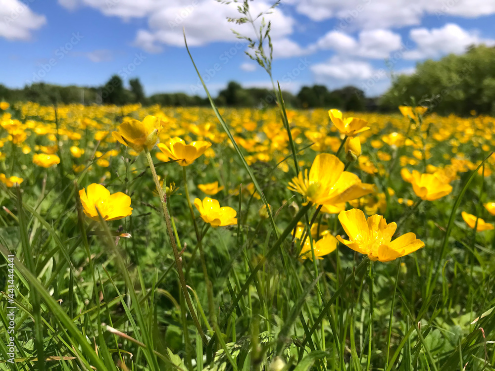 green meadow with yellow flowers