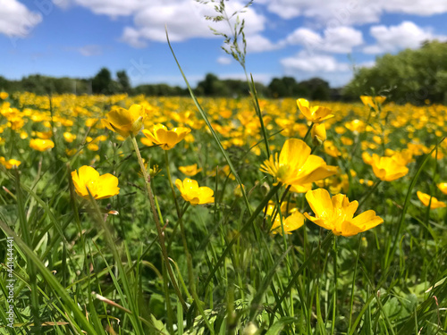 green meadow with yellow flowers