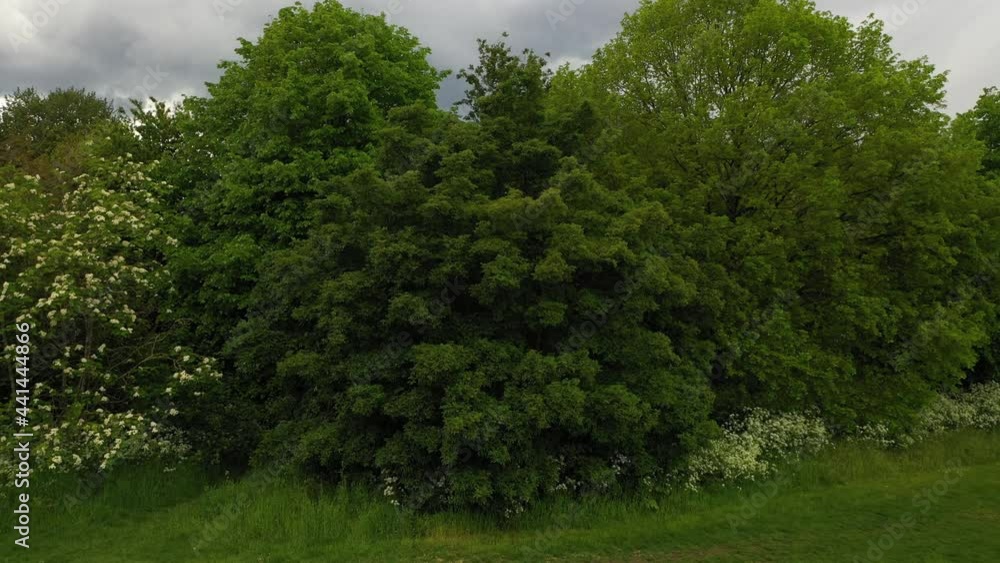 grown trees against grey overcast sky. Descending view of spring nature before rain grown trees against grey overcast sky. Descending view of spring nature before rain