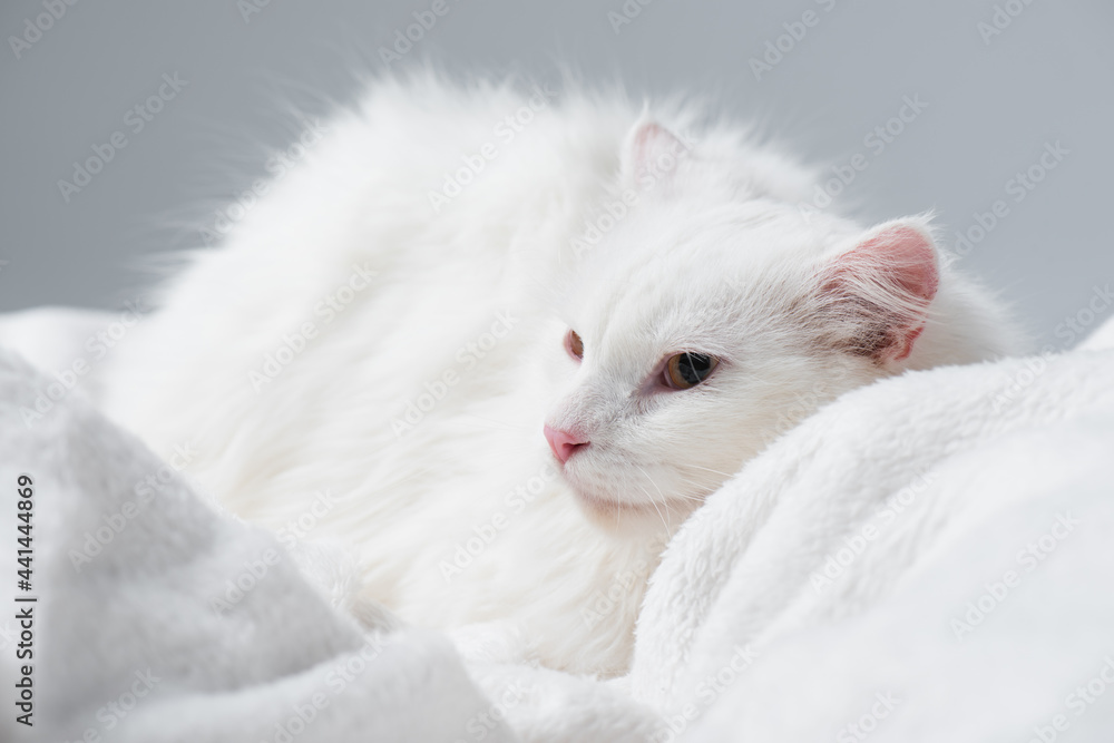 fluffy cat resting on soft blanket isolated on grey fluffy cat resting on soft blanket isolated on grey