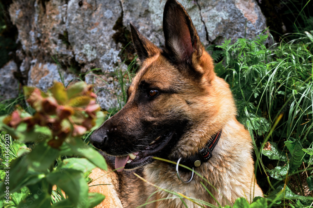Cute friendly purebred dog in tall green grass is enjoying life and walking. Charming black and red German Shepherd is resting in grass and looking carefully ahead. Cute friendly purebred dog in tall green grass is enjoying life and walking. Charming black and red German Shepherd is resting in grass and looking carefully ahead.