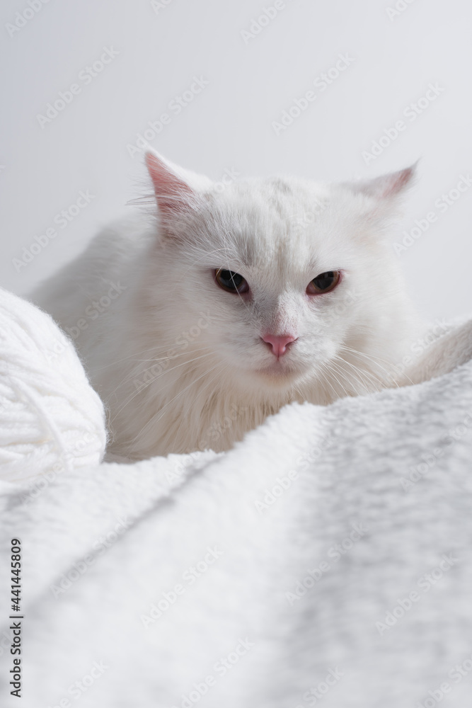 white cat near tangled ball of thread on soft blanket isolated on grey