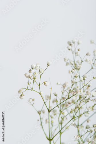 branches with tiny blooming flowers isolated on white