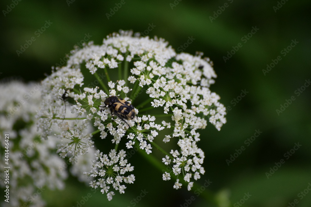 Bee-beetle Bee-beetle