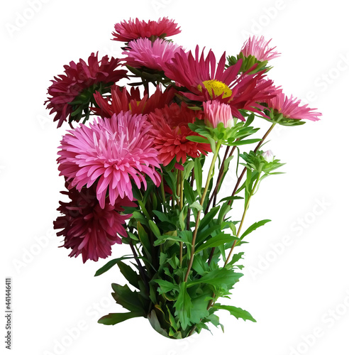 Digital illustration. A bouquet of flowers, red and pink asters. Plant, gift, decor. Isolated on a white background.