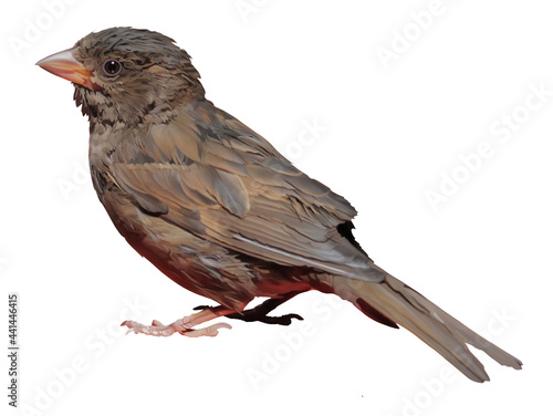 Digital illustration. A brown sparrow sits in profile. Isolated on a white background.