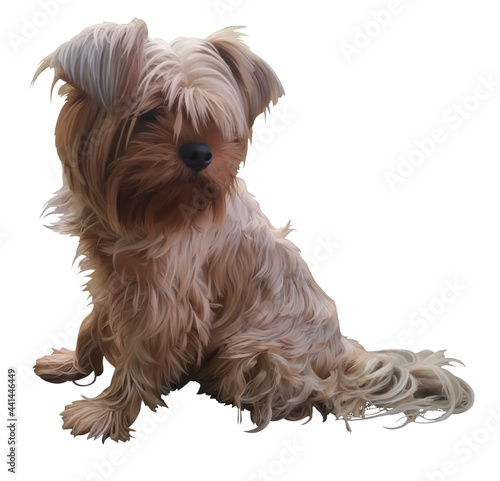 Digital illustration. Yorkshire Terrier, long-haired dog. Domestic little pet. Isolated on a white background.
