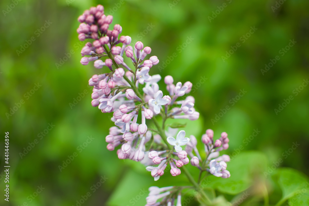 a sprig of lilac in the garden close-up with a blurred background a sprig of lilac in the garden close-up with a blurred background