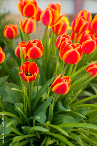 red and yellow tulips