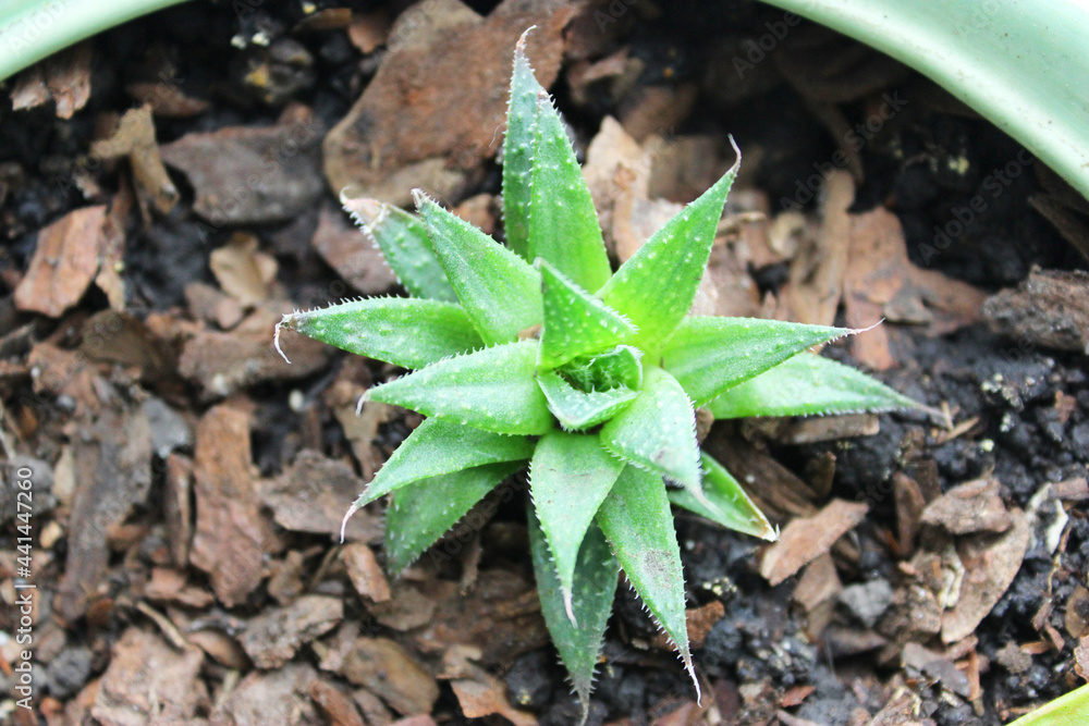 One succulent and cactus in a pot on the window. Aloe A genus of succulent plants of the Asphodelic family of the Asphodelic subfamily, Close up and colorful juicy shot. A small cactus in a pot on the One succulent and cactus in a pot on the window. Aloe A genus of succulent plants of the Asphodelic family of the Asphodelic subfamily, Close up and colorful juicy shot. A small cactus in a pot on the