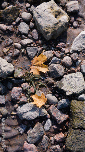 maple leaf on the rocks