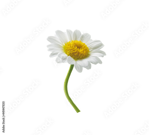 chamomile flower is beautiful and delicate for designers