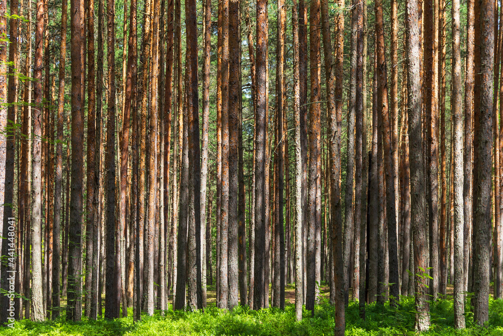 Pine trees in a forest in northern Russia on a sunny summer day. Coniferous forests of the middle latitude. Straight vertical tree trunks. Pine trees in a forest in northern Russia on a sunny summer day. Coniferous forests of the middle latitude. Straight vertical tree trunks.