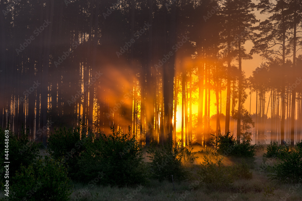 Fototapeta premium Poland. Over 100ha of Tuchola Forest destroyed by a hurricane in August 2017