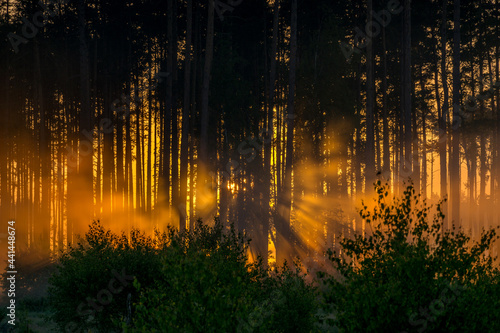 Poland. Over 100ha of Tuchola Forest destroyed by a hurricane in August 2017