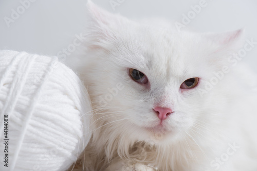 domestic cat near tangled ball of thread isolated on grey