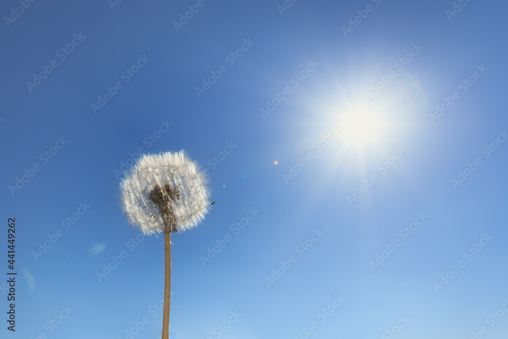 a dandelion against the blue background a dandelion against the blue background