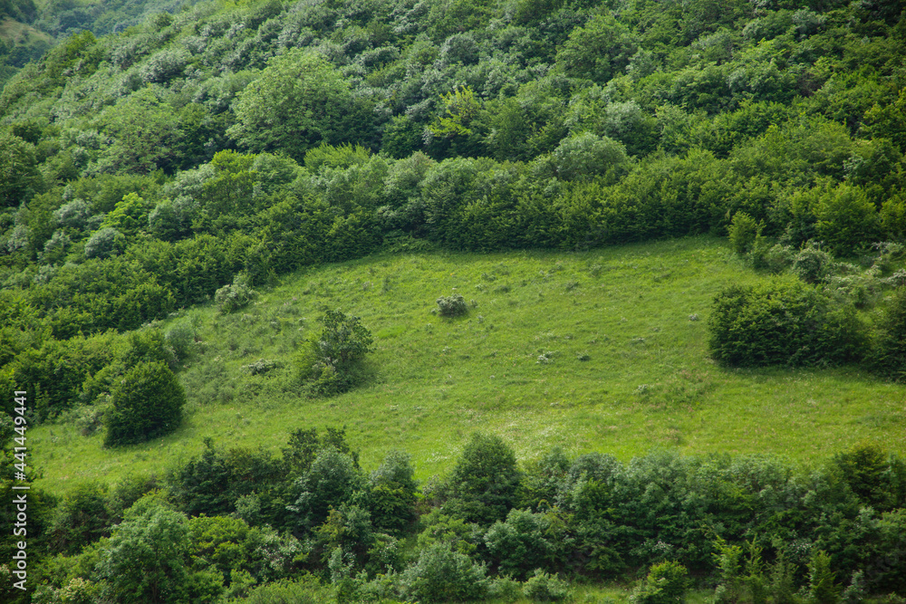 Obraz premium green forest with landscape in mountain